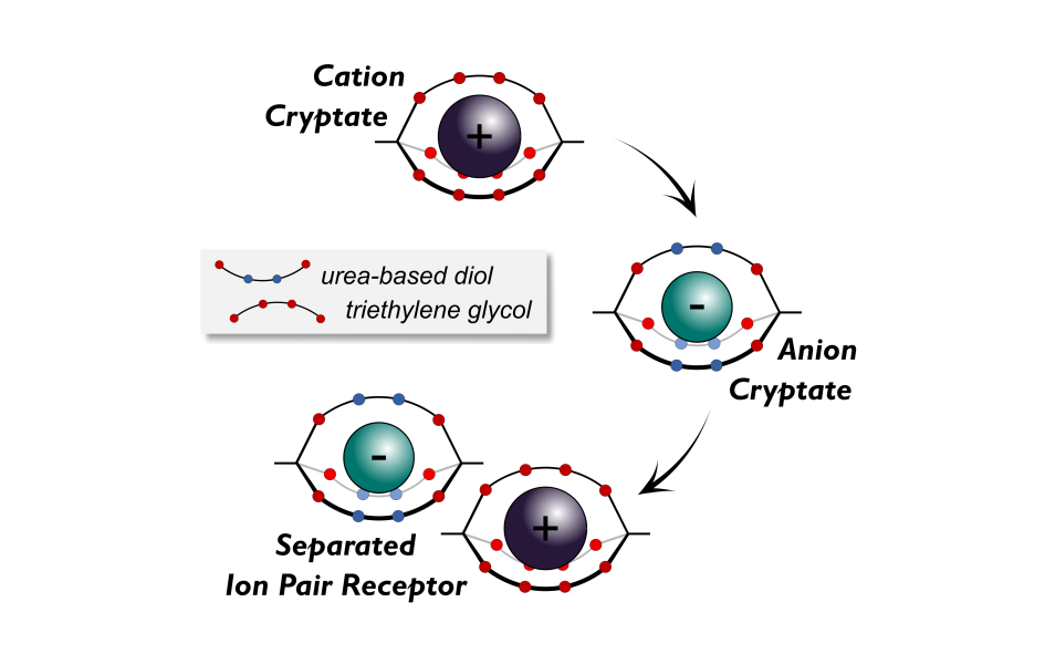Read more about the article 49: Dynamic Covalent Self-Assembly of Chloride- and Ion-Pair-Templated Cryptates