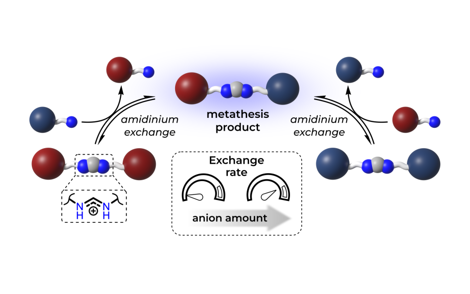 Read more about the article 50: Anion-assisted amidinium exchange and metathesis