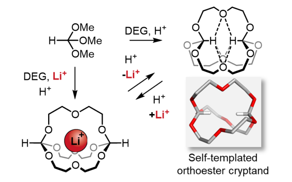 Read more about the article 32: Self-templated synthesis of an orthoformate in,in-cryptand and its bridgehead inversion by dynamic covalent exchange