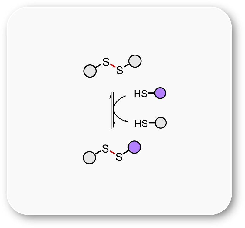 general scheme of the disulfide exchange