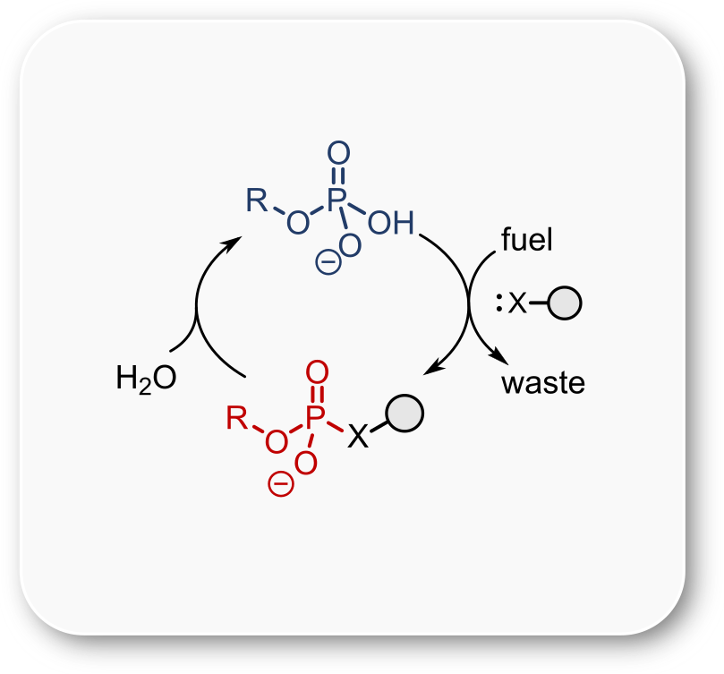 general scheme of the organophosphate-based dissipative reaction cycle