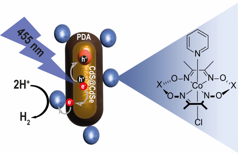 Cobalt-based Catalysts on Multicomponent CdSe@CdS Nanorods for Photocatalytic Hydrogen Evolution