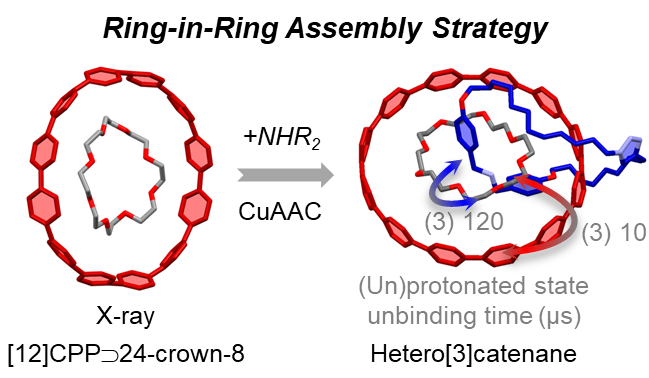 Read more about the article 71: Ring-in-Ring Assembly Facilitates the Synthesis of a Cycloparaphenylene Hetero[3]Catenane