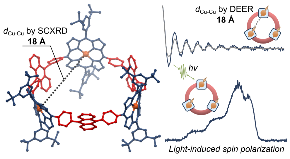 Read more about the article 79: Rigidifying Qubit Candidates in a Cu-Porphyrin Nanohoop: Dipolar Coupling in Spin Pairs and Spin-Polarized Ground State