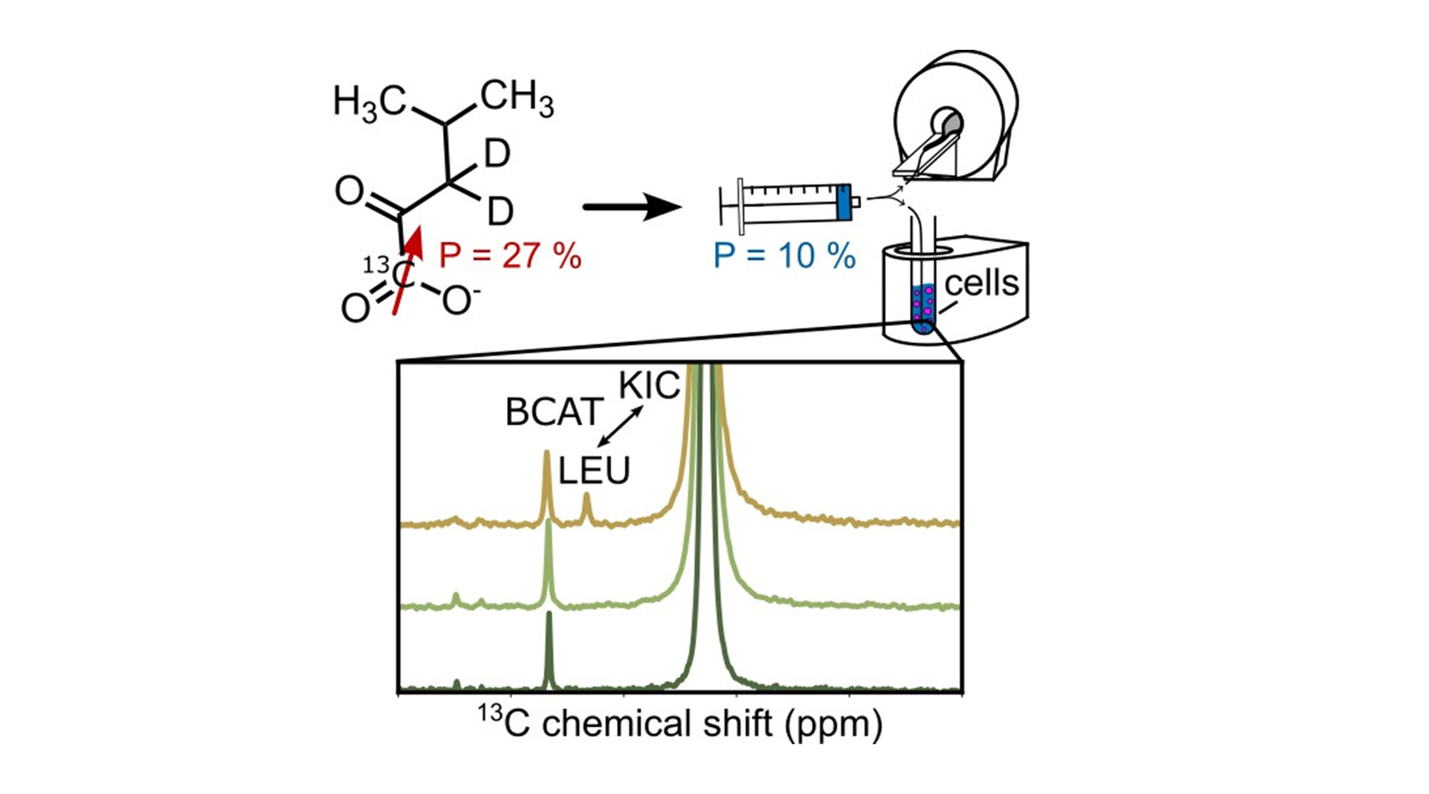 Read more about the article 82: Hyperpolarization of [1‐13C]Ketoisocaproate‐d2 by Reversible Exchange with Parahydrogen Enables Profiling of Branched‐Chain‐Amino‐Acid Metabolism in Cellulo and in Vivo