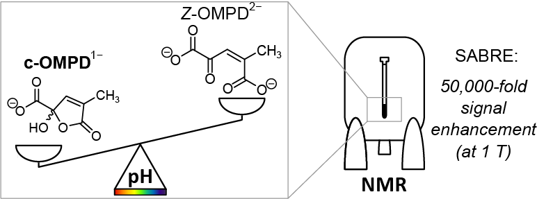 Read more about the article 83: Discovery of the Cyclic Form of MRI pH-Sensor Z-OMPD Enables >5% 13C Hyperpolarization by SABRE
